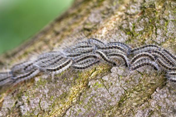 group of oak processionary moths on a tree trunk