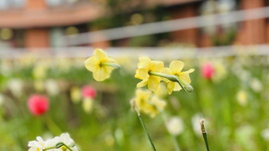 Daffodils outside Surrey Heath House