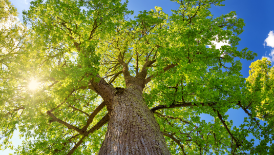 Photograph of sunlight shining through the leaves of a tree.