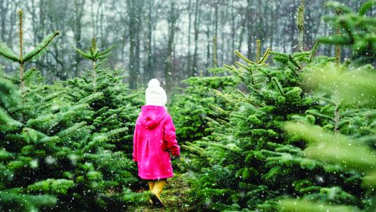 A young girl walking through a snowy grove of Christmas trees.