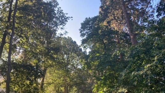 Wellingtonia trees