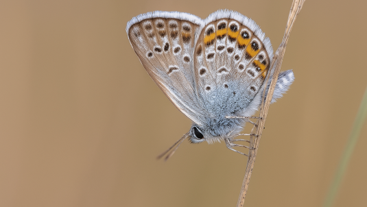 Silver studded butterfly on a stem