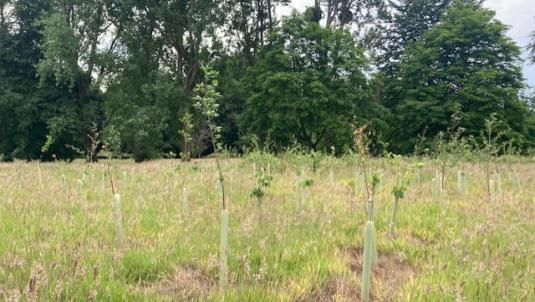 Tree Planting