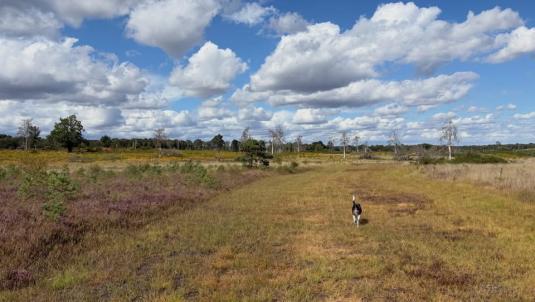 Chobham Common