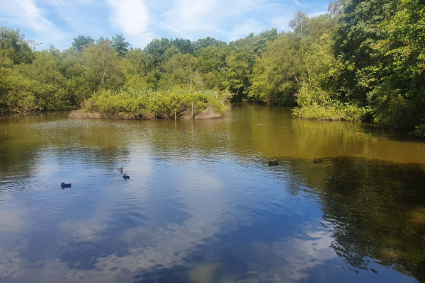 Pond at Lightwater Country Park