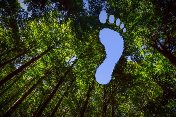 tall trees with a foot shaped hole revealing the sky