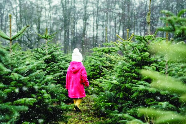 A young girl walking through a snowy grove of Christmas trees.