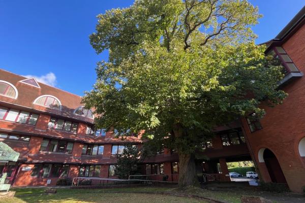 Tree in front of Surrey Heath House