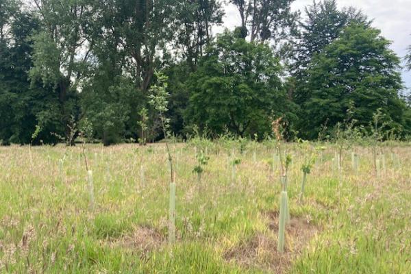 Tree Planting