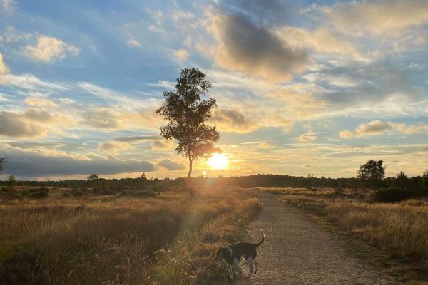 a dog in the heathland as the sun is setting