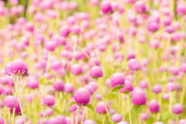 An image of pink flowers in grass.