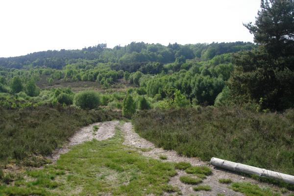 Scenic view of trees and heathland at Lightwater Country Park