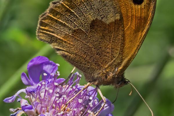 A Meadow Brown Butterfly on a Scabious flower