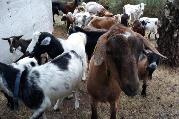 group of goats at Lightwater Country Park