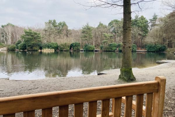 Bench at Lightwater Country Park and view of pond