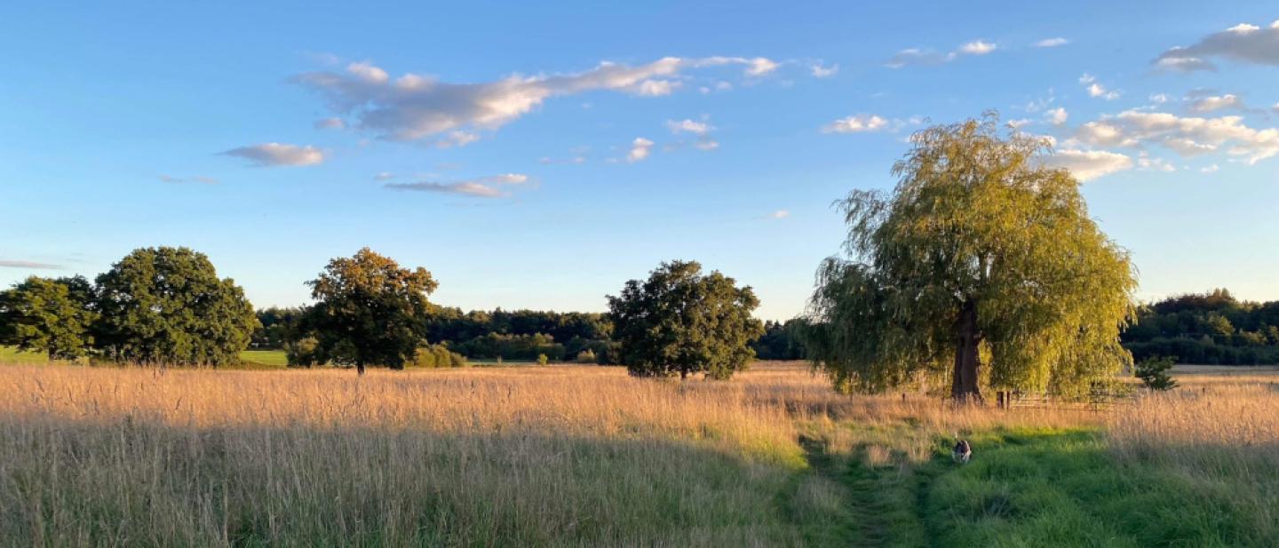 picturesque view of Chobham Common in the summer