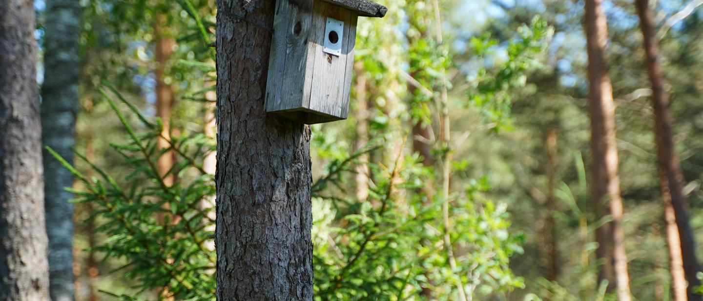 Bird box on a tree