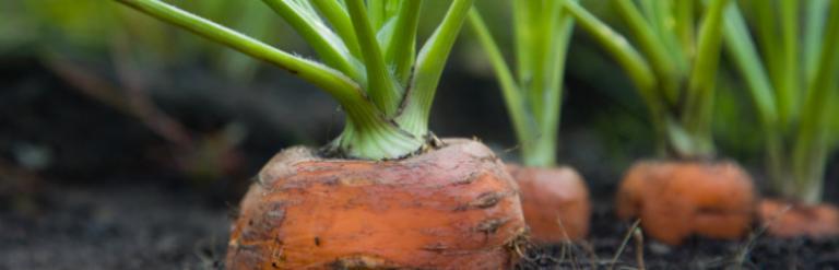 Carrots growing in the ground.