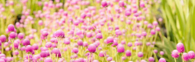 An image of pink flowers in grass.