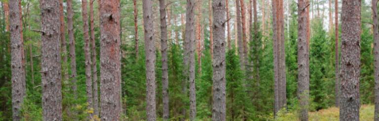 Photograph of woodland.
