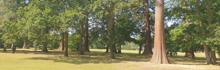Large forest type trees on Heatherside Recreation Ground