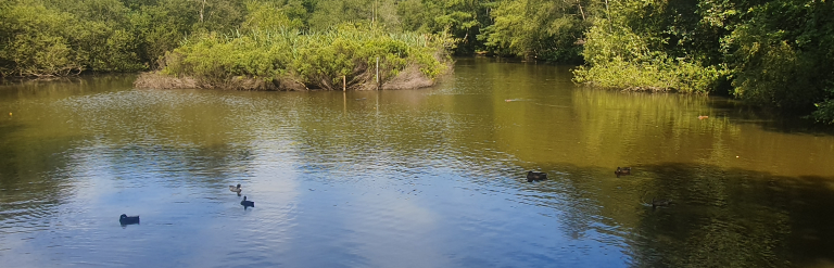Pond at Lightwater Country Park