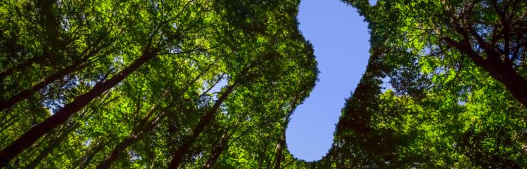 tall trees with a foot shaped hole revealing the sky