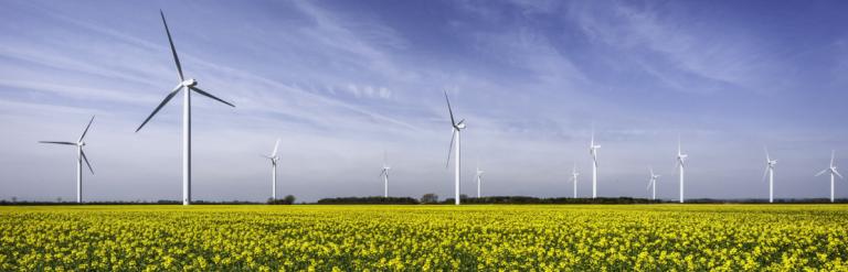 group of wind turbines in a summer field with flowers