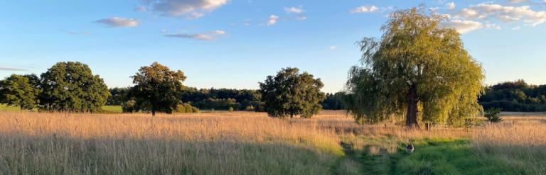 picturesque view of Chobham Common in the summer