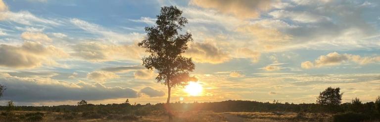 a dog in the heathland as the sun is setting