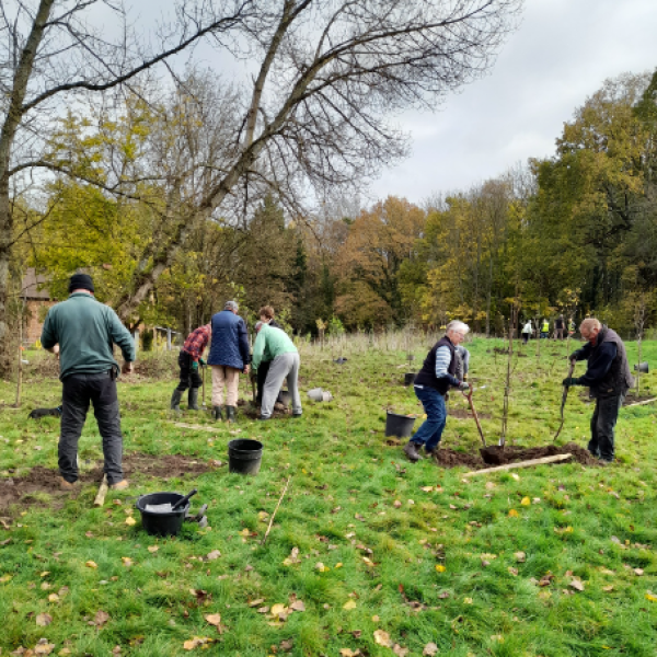 Volunteers plating trees at Windlemere SANG