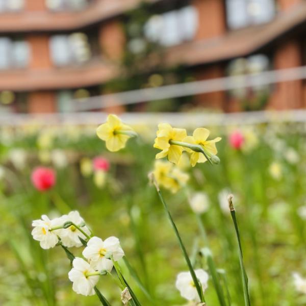 Daffodils outside Surrey Heath House