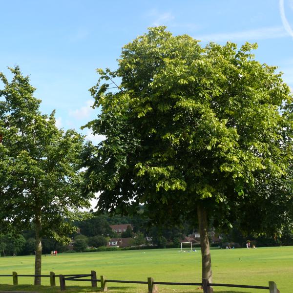 Photograph of Frimley Green Recreation Ground.