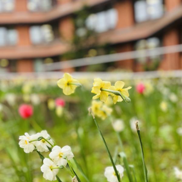 Exterior of Surrey heath house with flowers.