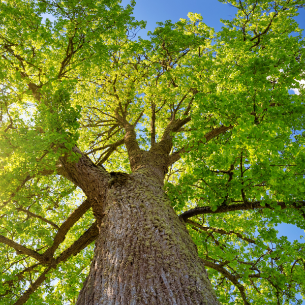 Photograph of sunlight shining through the leaves of a tree.