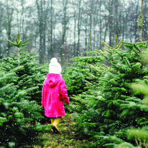 A young girl walking through a snowy grove of Christmas trees.