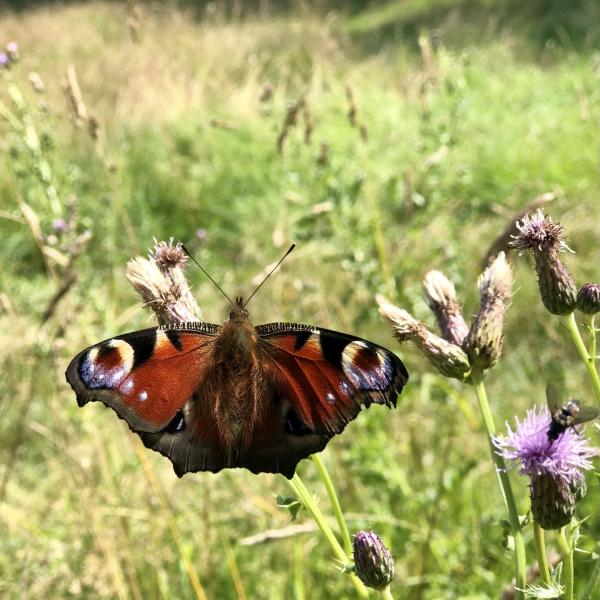 Photograph of a butterfly landing on a field of thistles.