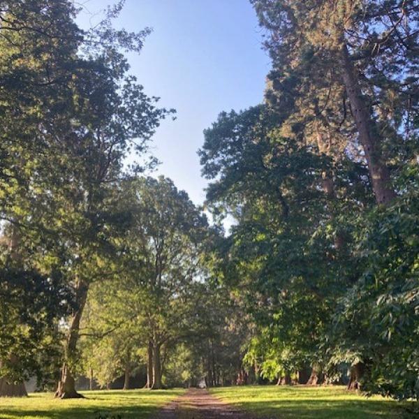 Wellingtonia trees