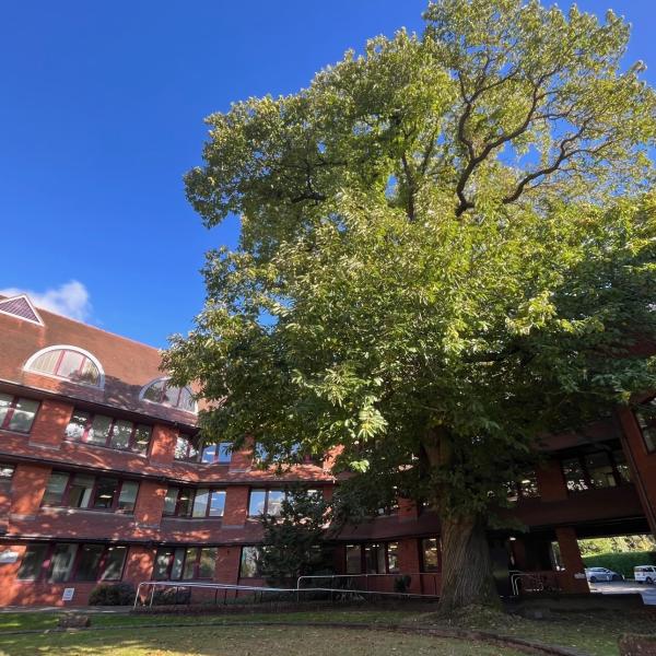 Tree in front of Surrey Heath House