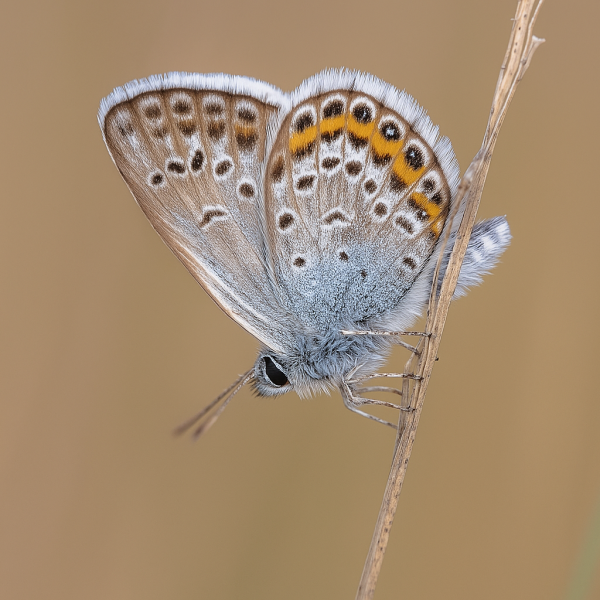 Silver studded butterfly on a stem