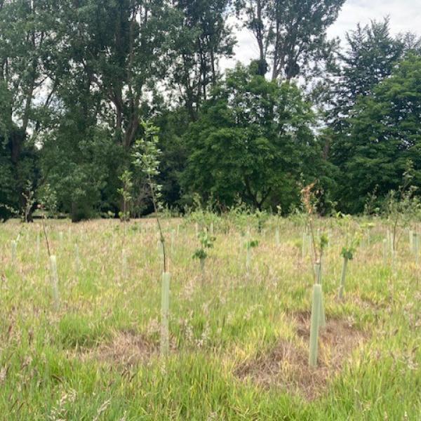 Tree Planting