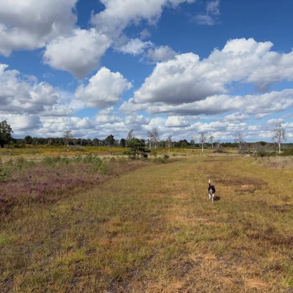 Chobham Common