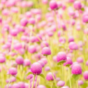 An image of pink flowers in grass.