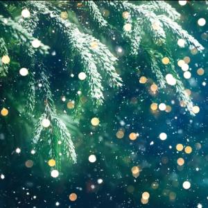 Close up photo of Christmas tree with gold and silver glitter sprinkling in the foreground