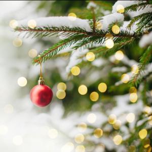 Close up of a Christmas tree branch with a snowy background