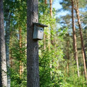 Bird box on a tree